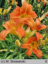 Hemerocallis ×hybrida Janina