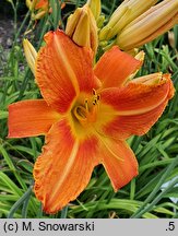 Hemerocallis ×hybrida Janina