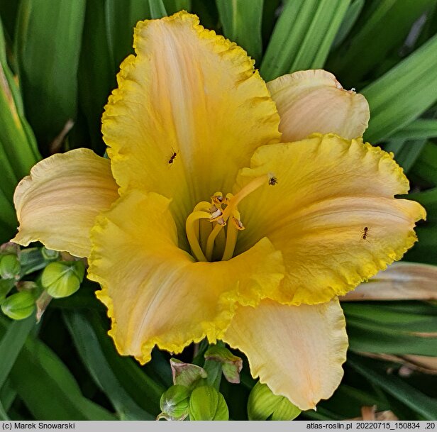 Hemerocallis ×hybrida Maja w Ogrodzie