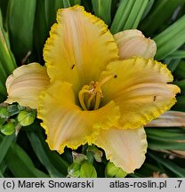 Hemerocallis ×hybrida Maja w Ogrodzie