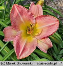 Hemerocallis ×hybrida Honorata