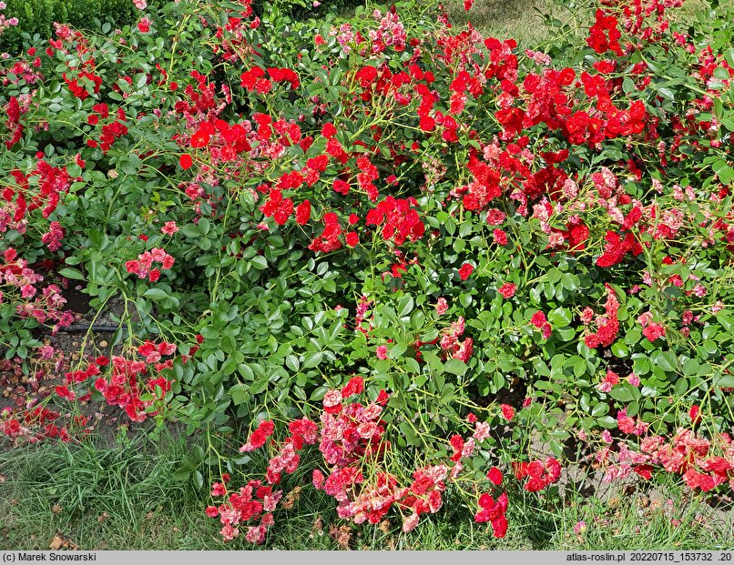 Rosa hort. Scarlet Meidiland