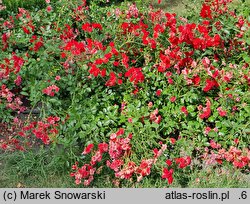 Rosa hort. Scarlet Meidiland