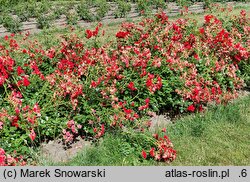 Rosa hort. Scarlet Meidiland