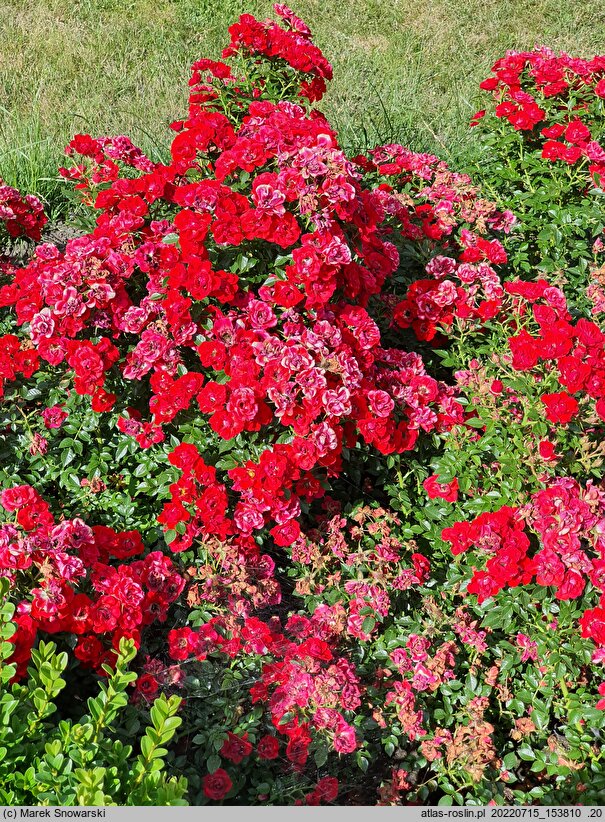 Rosa hort. Mini Czerwona
