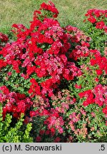 Rosa hort. Mini Czerwona