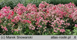 Rosa hort. Pink Cover
