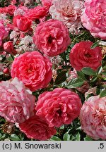 Rosa hort. Pink Cover