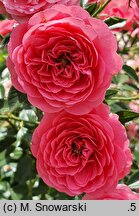 Rosa hort. Pink Cover