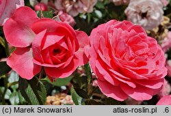 Rosa hort. Pink Cover