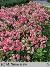 Rosa hort. Pink Cover