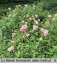 Rosa hort. Bonica 82