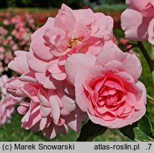 Rosa hort. Bonica 82