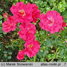 Rosa hort. Heidetraum