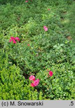 Rosa hort. Heidetraum