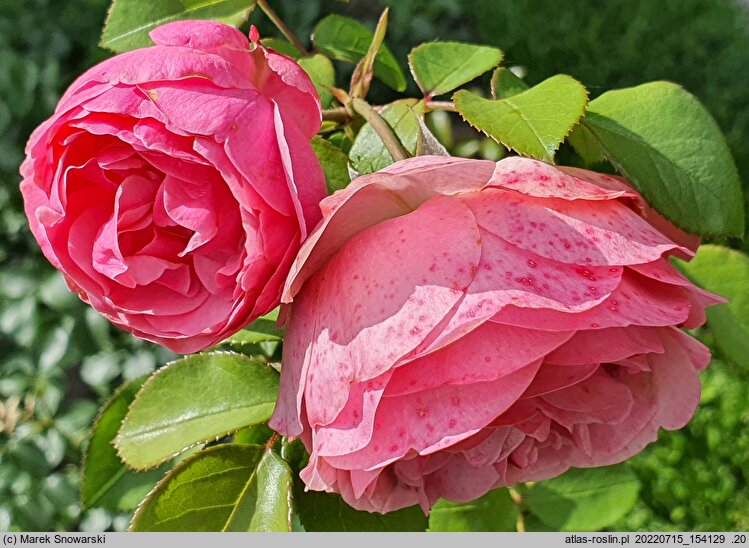 Rosa hort. Leonardo da Vinci