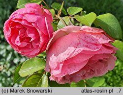 Rosa hort. Leonardo da Vinci