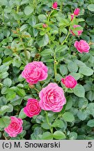 Rosa hort. Gemma