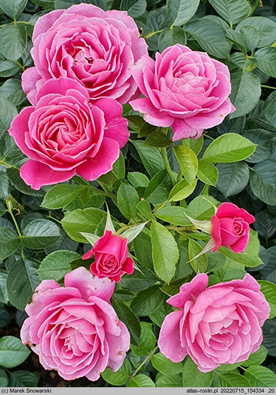 Rosa hort. Gemma