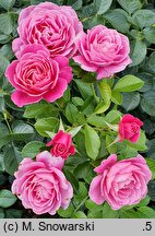 Rosa hort. Gemma