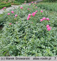 Rosa hort. Gemma