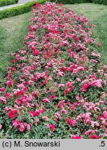 Rosa hort. KORstesgli