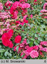 Rosa hort. KORstesgli