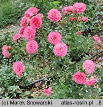 Rosa hort. Pink Cover