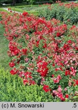 Rosa hort. Scarlet Meidiland