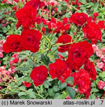 Rosa hort. Scarlet Meidiland