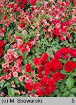 Rosa hort. Scarlet Meidiland