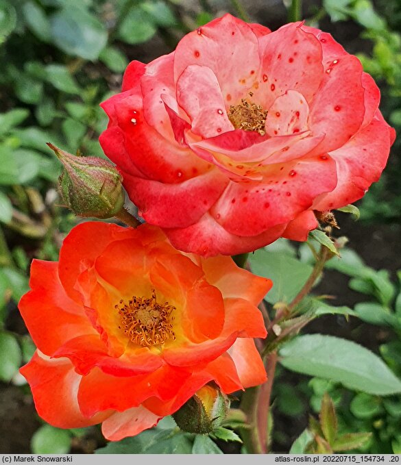 Rosa hort. Rumba