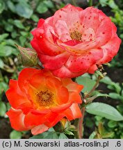 Rosa hort. Rumba