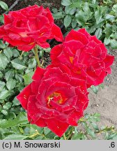 Rosa hort. Mein Munchen