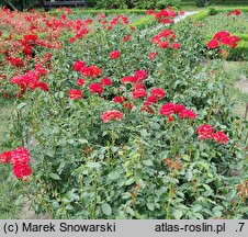 Rosa hort. Mein Munchen
