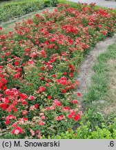 Rosa hort. Charming Cover