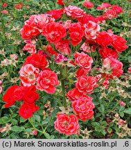 Rosa hort. Charming Cover