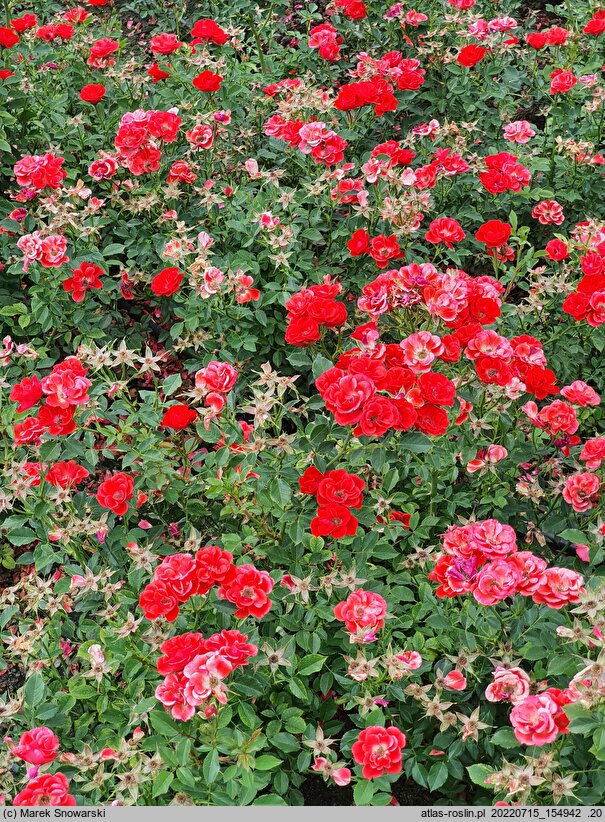 Rosa hort. Charming Cover