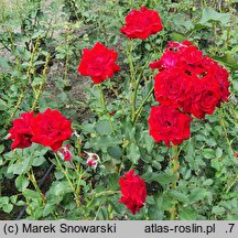Rosa hort. Nina Weibull