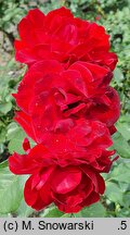 Rosa hort. Nina Weibull