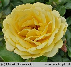 Rosa hort. Marselisborg