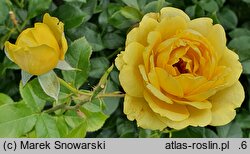 Rosa hort. Marselisborg