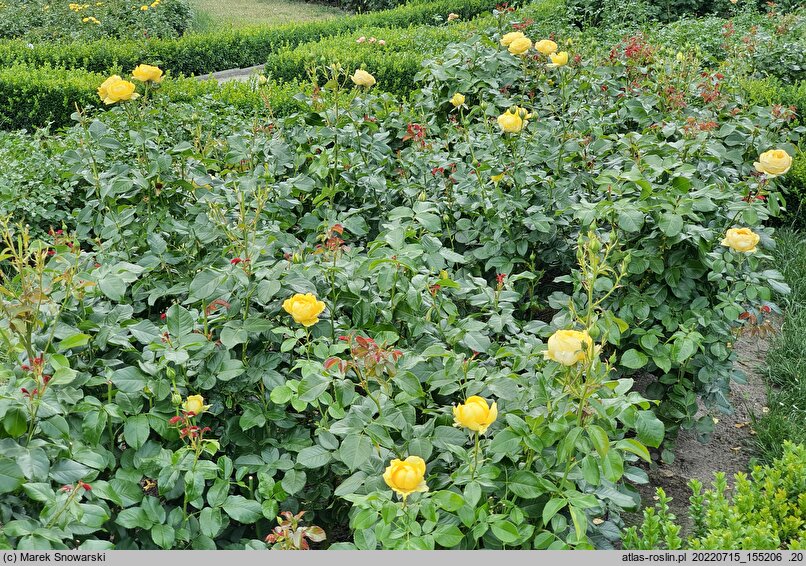 Rosa hort. Marselisborg