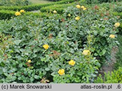 Rosa hort. Marselisborg