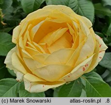 Rosa hort. Marselisborg