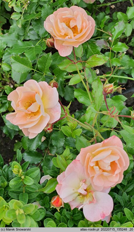 Rosa hort. Sedana