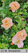Rosa hort. Sedana