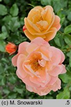 Rosa hort. Sedana