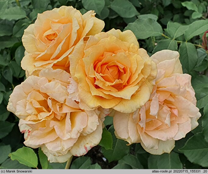 Rosa hort. Helenka