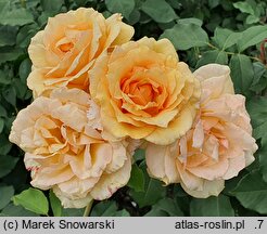 Rosa hort. Helenka